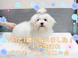 この夏で１歳になりました✩～７月～
